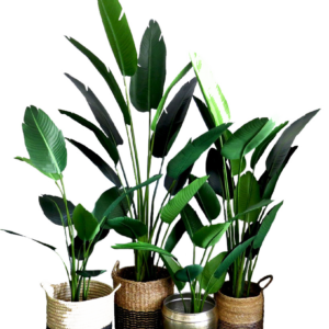 Indoor silk plants
