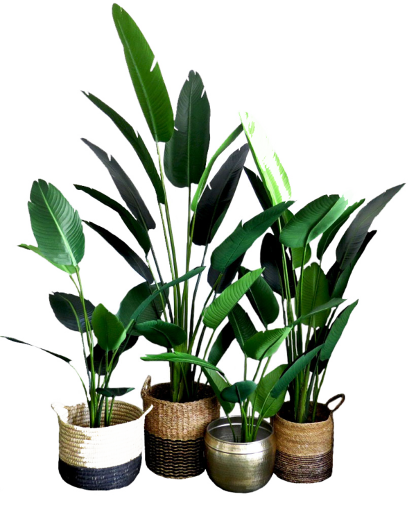 Indoor silk plants